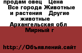  продам овец › Цена ­ 100 - Все города Животные и растения » Другие животные   . Архангельская обл.,Мирный г.